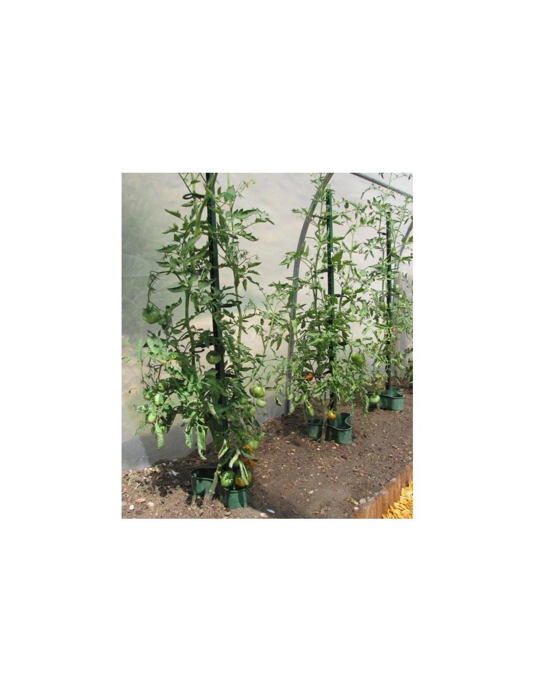 Tuteur à Tomate MIKADO 180 Cm - Vert 1 Tuteur à Tomate MIKADO 180 Cm - Vert